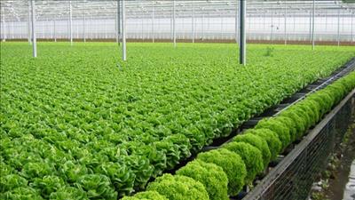 Hà Nội bảo đảm chất lượng, an ninh, an toàn thực phẩm nông, lâm, thủy sản