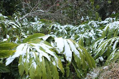 Triển khai ứng phó với mưa lớn, rét đậm, rét hại