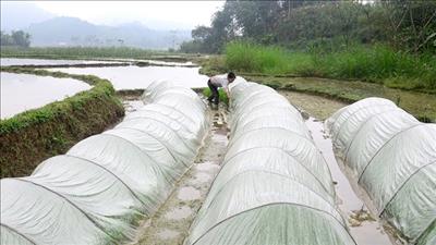 Bảo vệ cây trồng, vật nuôi trước tình hình rét đậm, rét hại