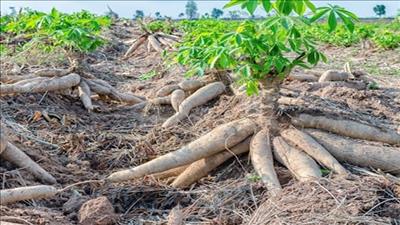 Đẩy mạnh phát triển bền vững ngành hàng sắn