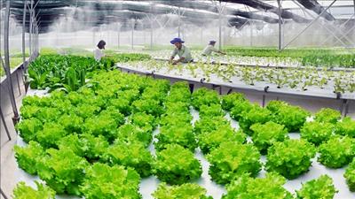 Nhân rộng các mô hình sản xuất và tiêu dùng bền vững tại Quảng Nam