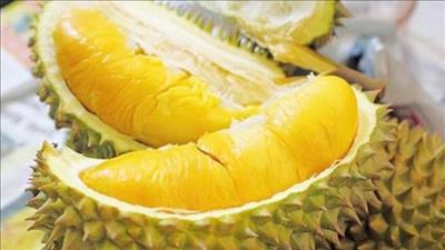 Bất ngờ sầu riêng giúp tạo ra điện