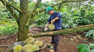 Phát triển sản xuất bền vững nông sản khu vực phía Nam