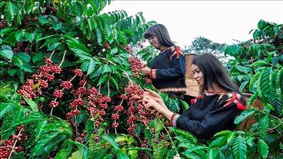 Hợp tác phát triển bền vững nông nghiệp, đảm bảo sinh kế cho cộng đồng yếu thế