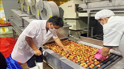 Phát triển ngành chế biến nông sản xuất khẩu