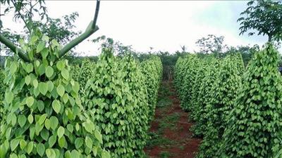 Thêm nguồn đầu tư cho phát triển bền vững hồ tiêu Việt Nam