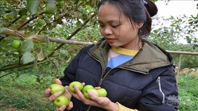 Độc đáo giống táo được tưới bằng sữa và mật