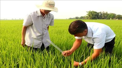 Tập huấn quy trình sản xuất lúa chất lượng cao, phát thải thấp vùng đồng bằng sông Cửu Long