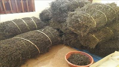 Tiếp tục phát triển quan hệ hợp tác Việt - Trung trong xuất khẩu nông sản