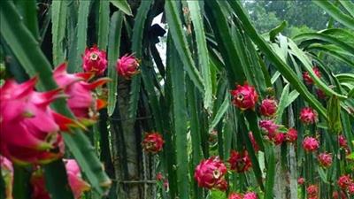 Bình Thuận thúc đẩy sản xuất thanh long theo tiêu chuẩn VietGAP