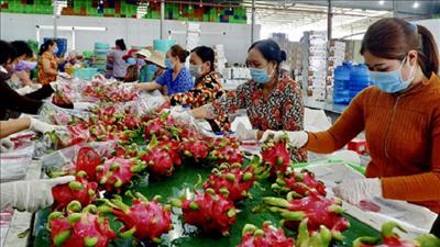 Thanh long Bình Thuận tìm đường bứt phá