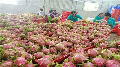 Kết nối sản xuất và tiêu thụ thanh long