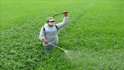 Hợp tác hỗ trợ nông dân sử dụng thuốc BVTV sinh học, phân bón hữu cơ