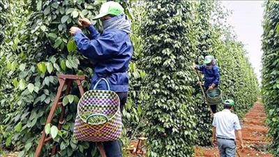 Bình Phước nỗ lực trồng hồ tiêu theo hướng hữu cơ