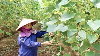 Thúc đẩy phát triển nông nghiệp, nông thôn bền vững từ nguồn vốn tín dụng