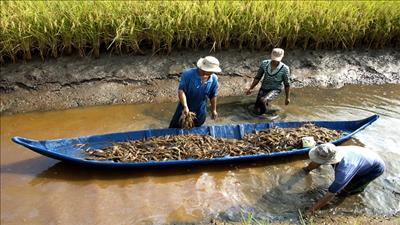 Tôm sạch, lúa sạch từ mô hình nuôi tôm xen lúa