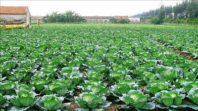 Hà Nội: Triển khai mô hình ứng dụng kỹ thuật mới trong canh tác rau sạch