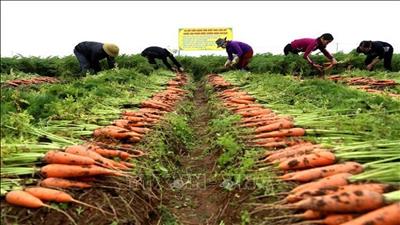 Cà rốt có thương hiệu, nông dân Bắc Ninh thu tiền tỷ