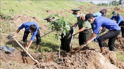 Cần Thơ ban hành kế hoạch trồng cây xanh phân tán năm 2023