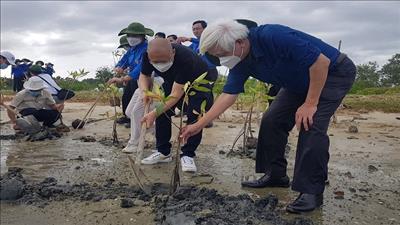 Khánh Hòa trồng rừng ngập mặn ứng phó biến đổi khí hậu