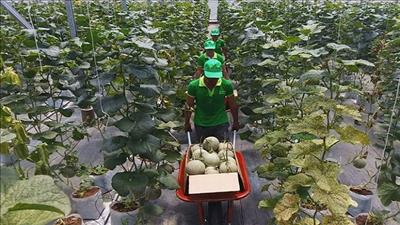 Ngành nông nghiệp TPHCM định hướng phát triển gắn với công nghệ cao