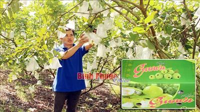 Bình Phước: Trồng ổi bán sang Ý, Ả Rập, nhà nông kiếm bộn tiền