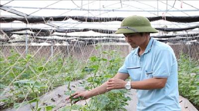 Ứng dụng phương pháp sản xuất đất sạch hữu cơ hướng đến nông nghiệp sạch