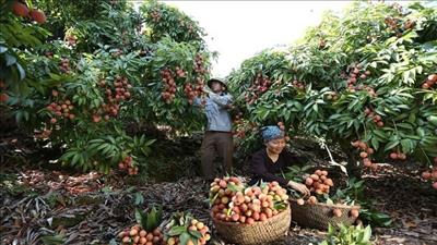 Chuẩn bị sẵn sàng cho việc xuất khẩu vải thiều năm 2023