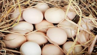 Quảng bá ngành sản xuất trứng tại Việt Nam