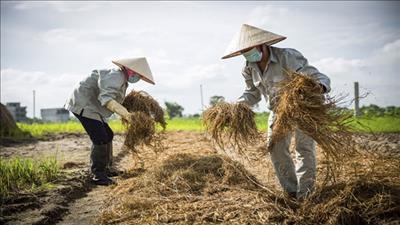 Thúc đẩy phát triển nông nghiệp tuần hoàn