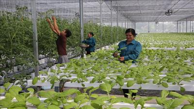Cần hệ sinh thái cho nông nghiệp ứng dụng công nghệ cao