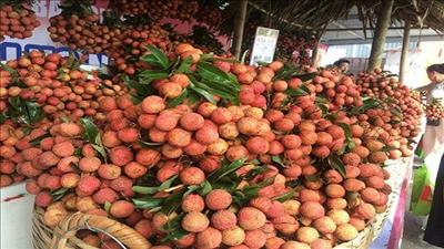 Vải thiều Bắc Giang lần đầu xuất khẩu theo hình thức thương mại điện tử xuyên biên giới
