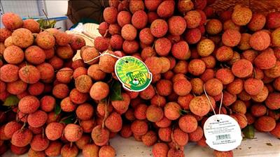 Vải Hải Dương phấn đấu “sạch hóa” theo chuẩn quốc tế