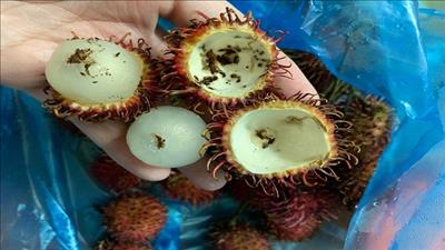 Sản xuất phân hữu cơ từ vỏ chôm chôm