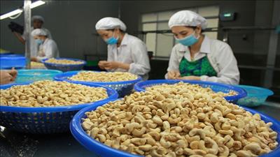 Hạt điều Việt Nam chiếm thị phần lớn ở nhiều quốc gia