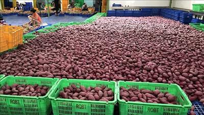Nhiều doanh nghiệp khoai lang Việt Nam đủ điều kiện xuất khẩu sang Trung Quốc