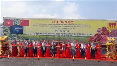 Vĩnh Long xuất khẩu chính ngạch khoai lang đạt chuẩn chất lượng sang Trung Quốc