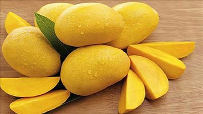 Đồng Tháp xuất khẩu thành công lô xoài Cát chu sang châu Âu