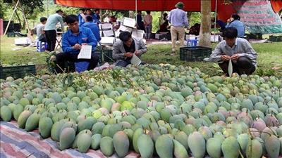 Xoài Sơn La đủ điều kiện xuất khẩu sang thị trường Australia