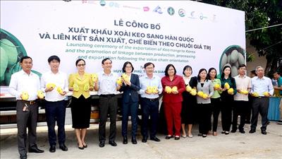 An Giang xuất khẩu xoài keo sang Hàn Quốc
