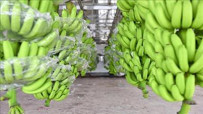 Chuối Việt Nam nhập khẩu vào Nhật Bản tăng rất mạnh, giá cao