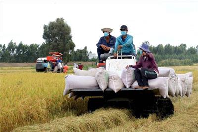 Xuất khẩu gạo giảm mạnh, nhiều doanh nghiệp đóng cửa ngừng sản xuất