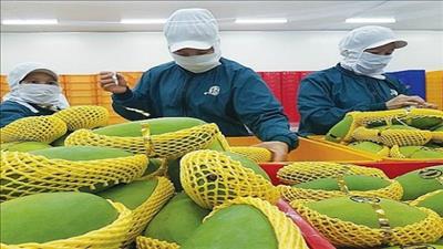 Đẩy mạnh xuất khẩu xoài Việt Nam