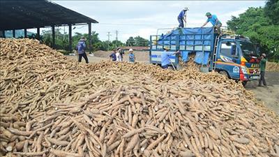Xuất khẩu sắn giữ vững tăng trưởng mạnh trong 9 tháng đầu năm 2020
